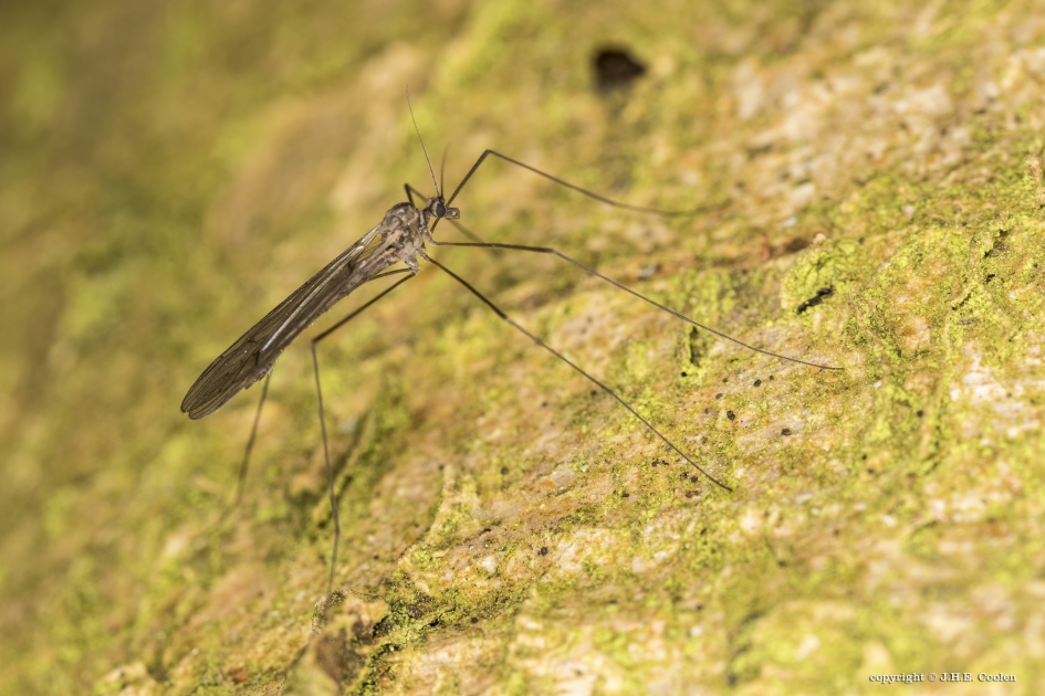 Langpootmug - Geleedpotigen - Langpootmug