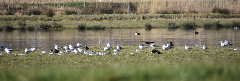 Langs de Eem - Vogels - 