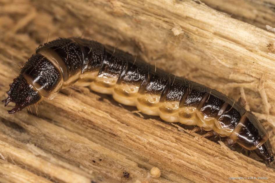 Larve van... - Geleedpotigen - Larve kettingschallebijter ofwel de gekorrelde veldloopkever