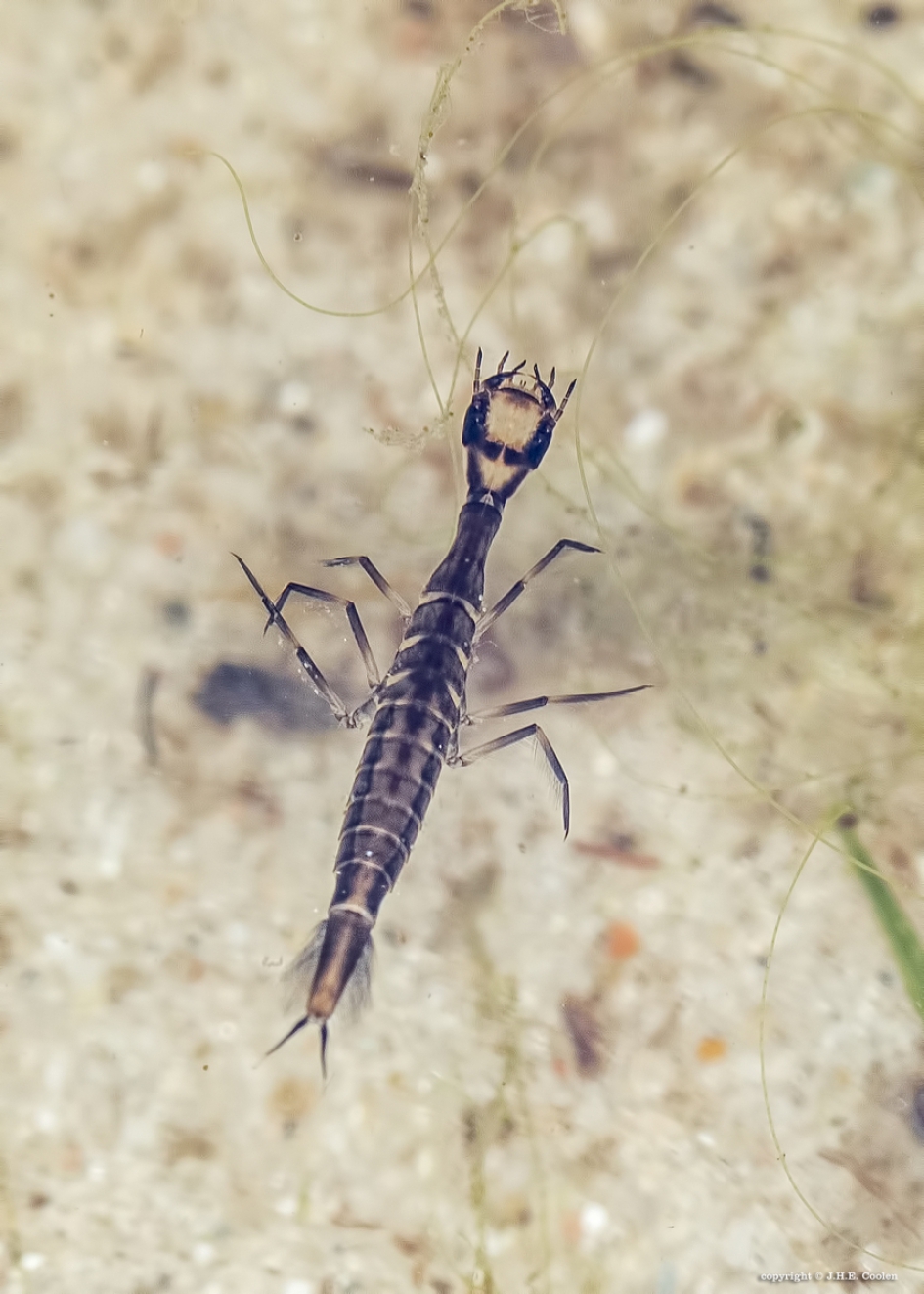 Larve watertor - Geleedpotigen - Larve watertor