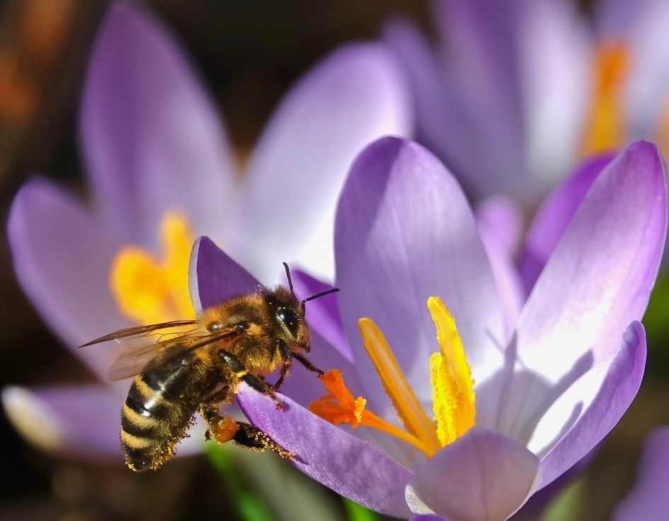 Lentegoud - Planten - Krokus