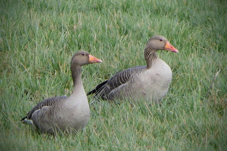 Liefde voor het leven.