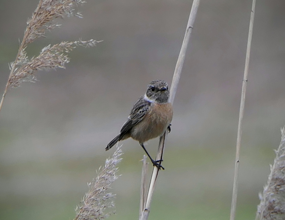 Lieveke. - Vogels - Roodborsttapuit