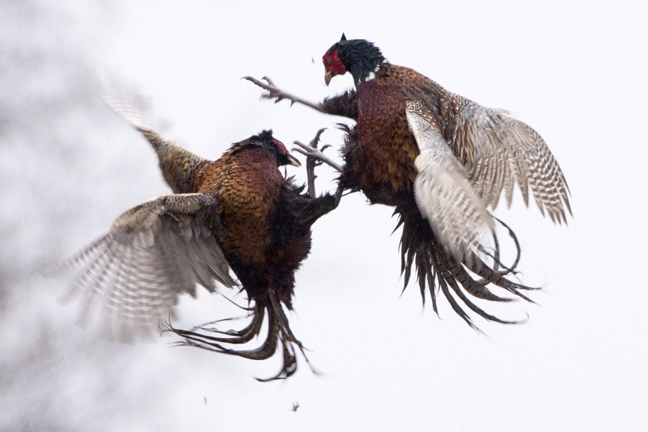 Luchtgevecht ... - Vogels - Fazant