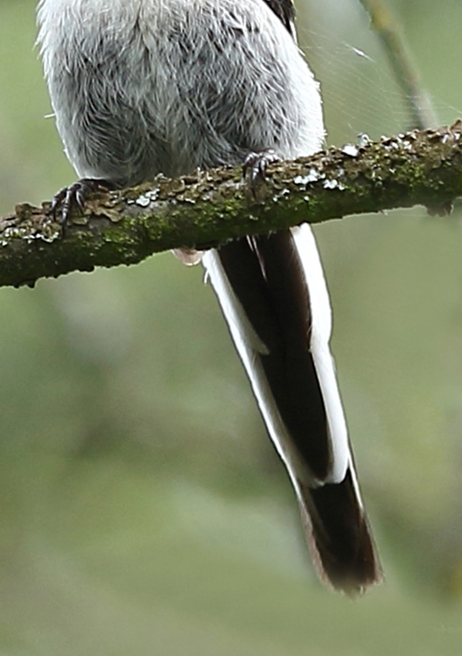 maart roert zijn staart - Vogels - staartmees