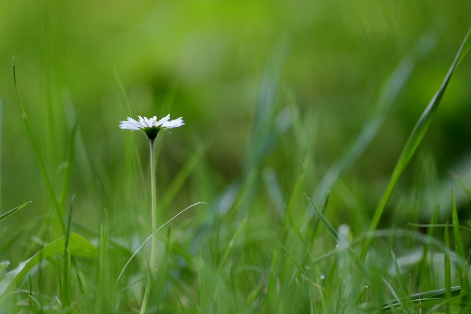 madeliefje - Planten - madeliefje