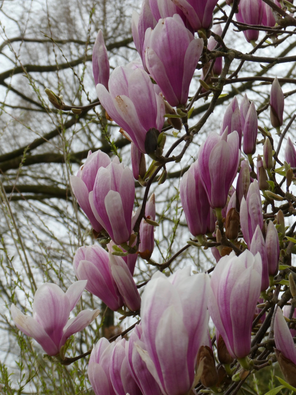 Magnolia - Planten - 