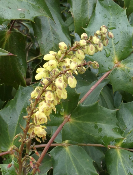 Mahonia