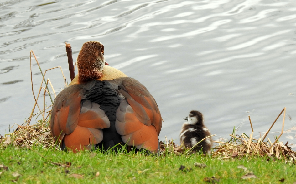 Mama, gaan we nog zwemmen ??! - Vogels - Nijlgans