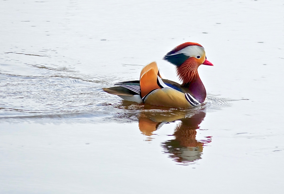 Mandarijneend - Vogels - Mandarijneend