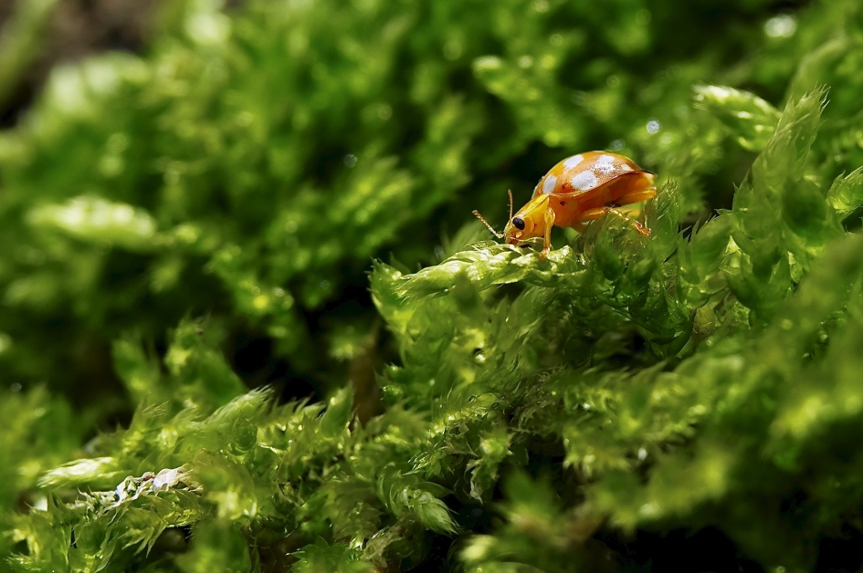 Meeldauwlieveheerbeestje - Geleedpotigen - 