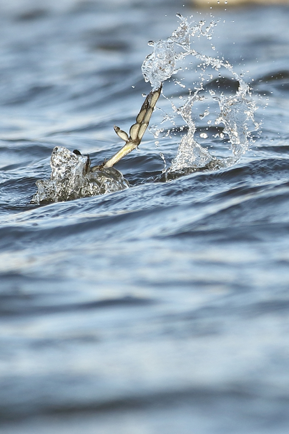 meerkoet - Vogels - meerkoet