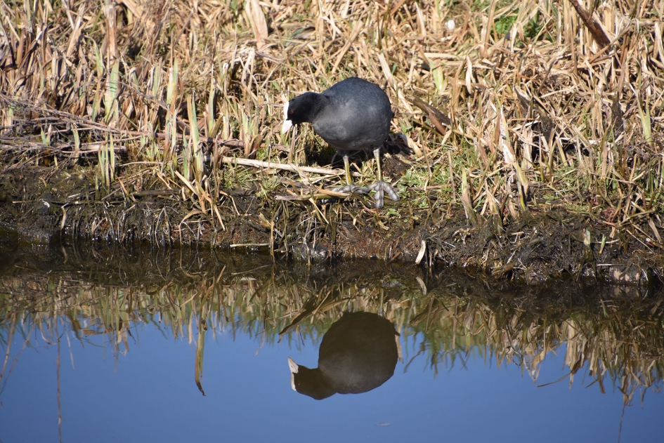 Meerkoet kijkt in spiegel - Vogels - 