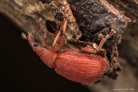 Menierode Zuringspitsmuisje