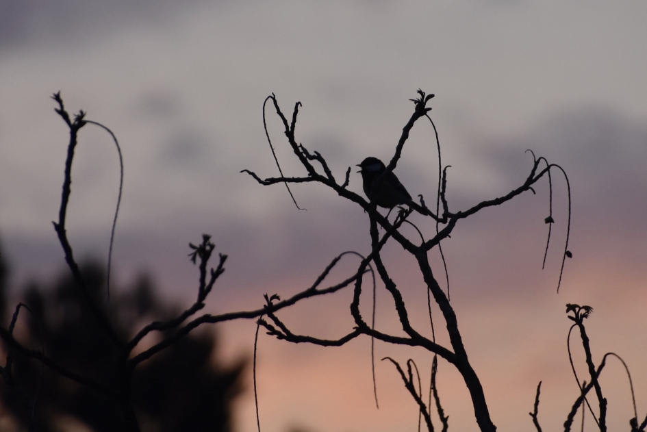 Met vogelzang vanmorgen.. - Vogels - 