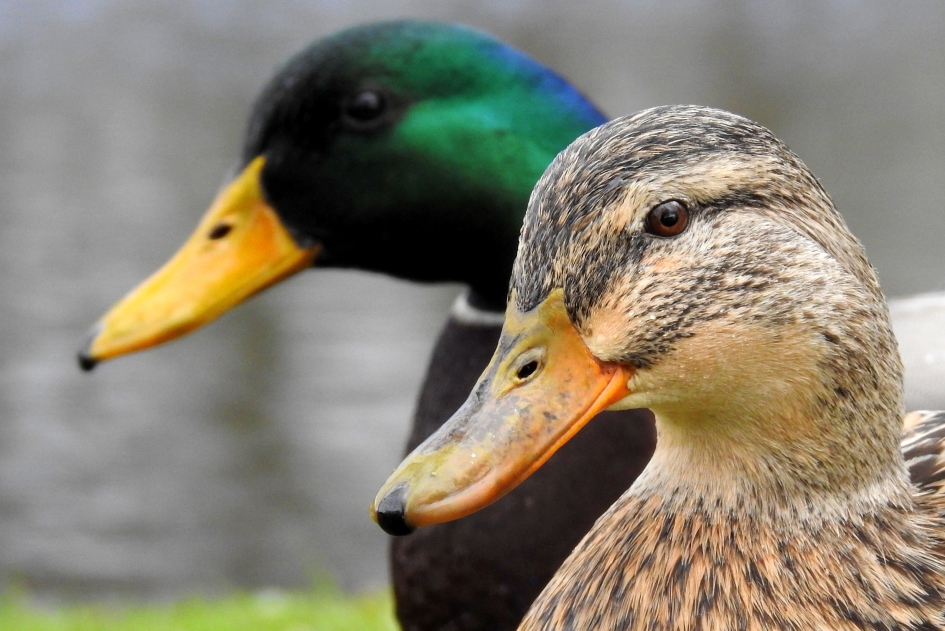 Mevrouw en meneer Eend - Vogels - Wilde eend