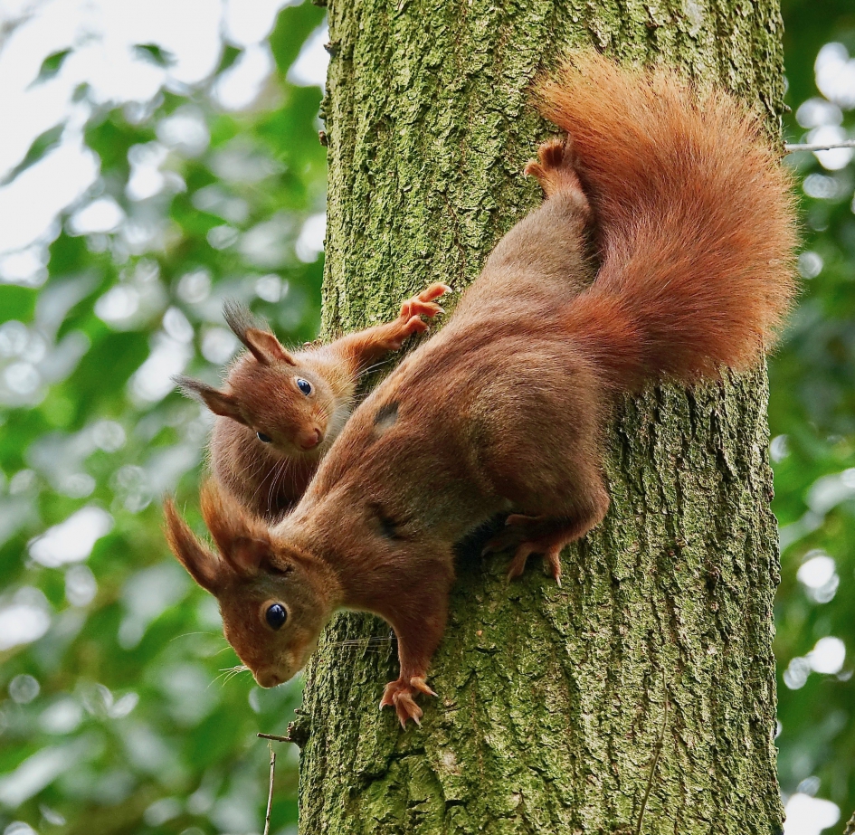 Moeder eekhoorn voor het eerst op stap met haar jong - Zoogdieren - Eekhoorn