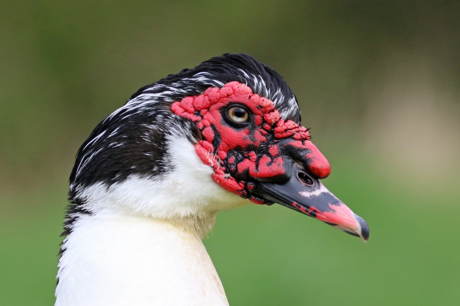 Moeders mooiste - Vogels - 