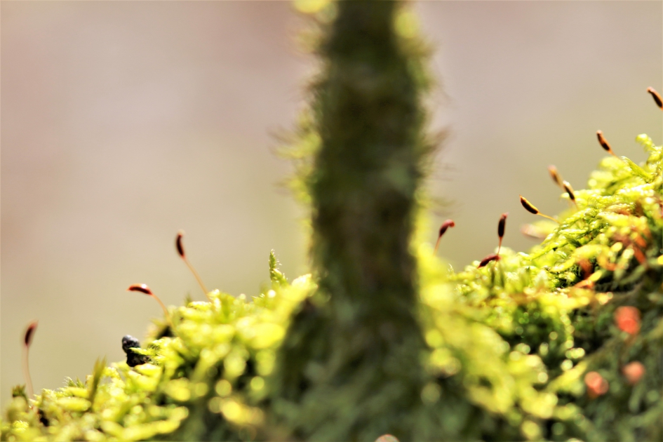 Mos in middag zon - Planten - 