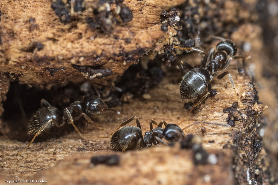 Naar buiten.... - Geleedpotigen - Mieren
