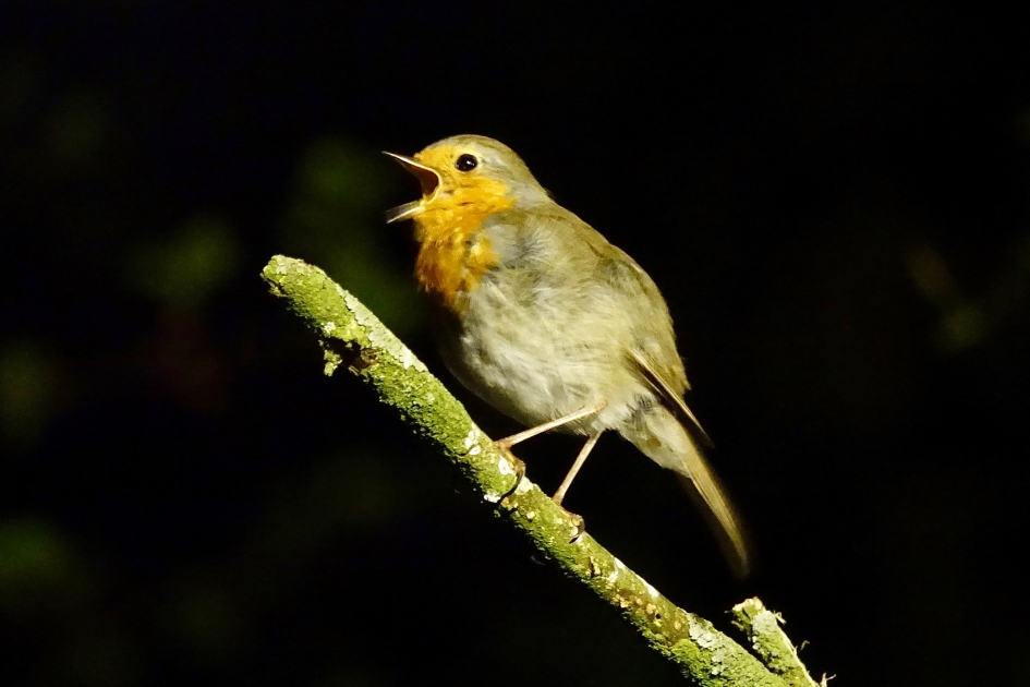 Nachtelijke zanger bij het licht van een straatlantaarn (02:20 uur) - Vogels - Roodborst