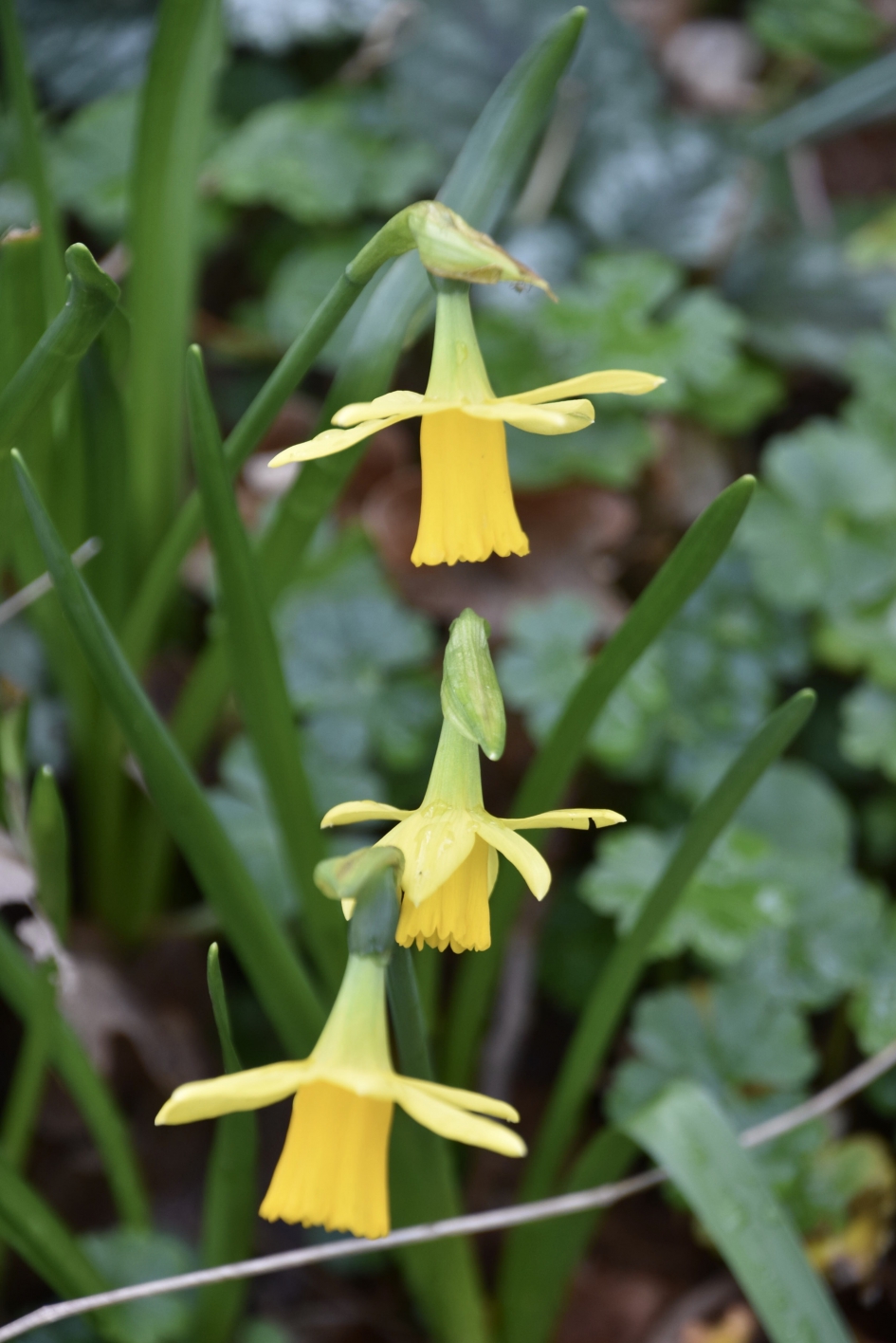 Narcissen - Planten - 