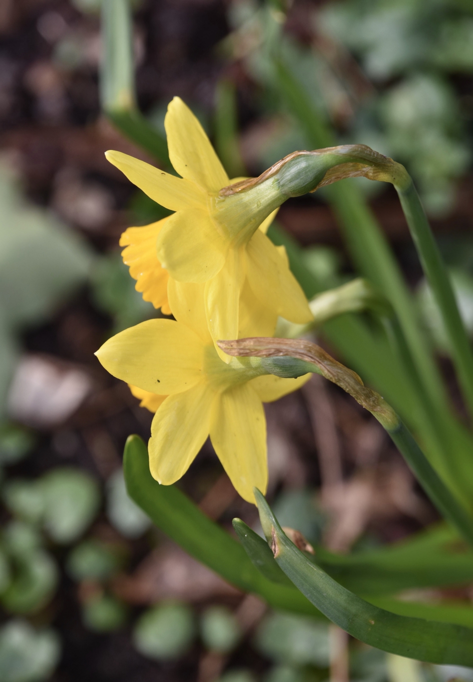 Narcissen - Planten - 