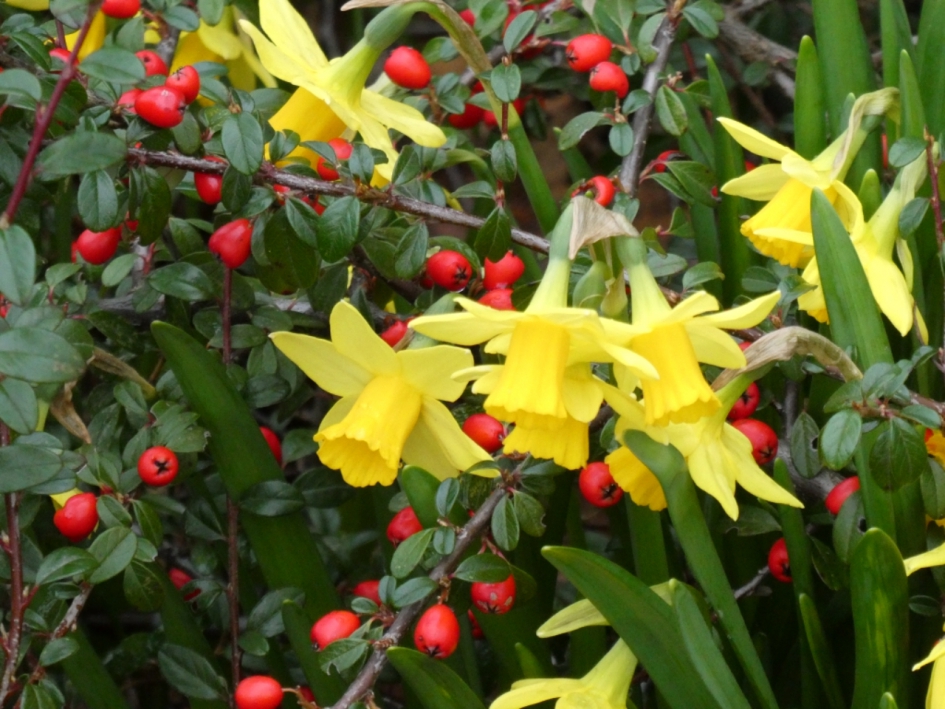 Narcissen - Planten - 