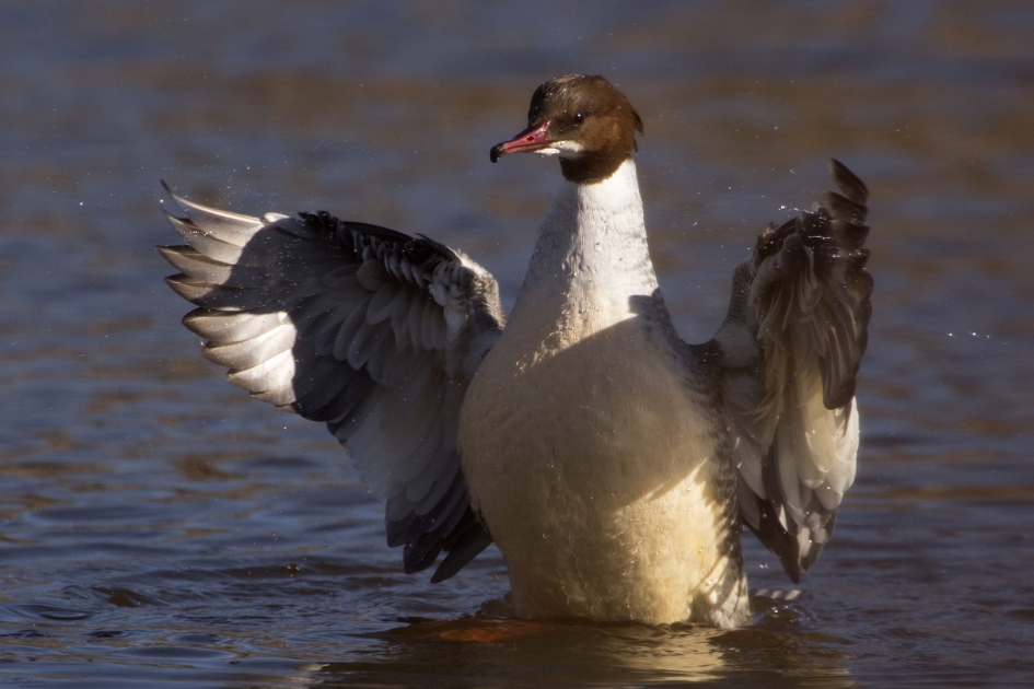 Naspel ... - Vogels - Grote Zaagbek