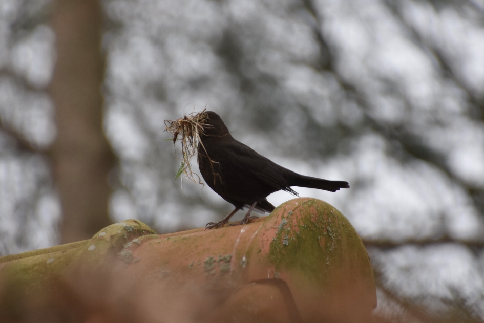 Nestelen - Vogels - Merel