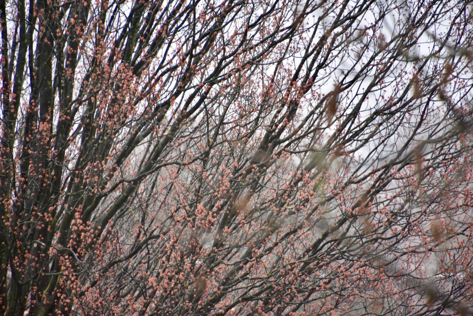 Nieuw blad - Planten - 