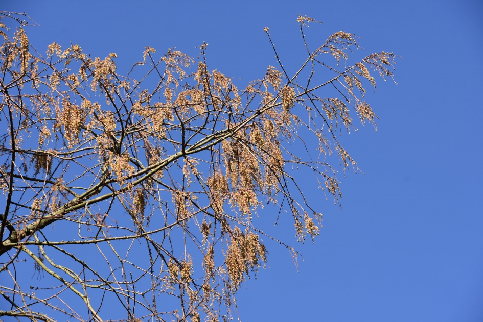 Nieuw blad - Planten - 