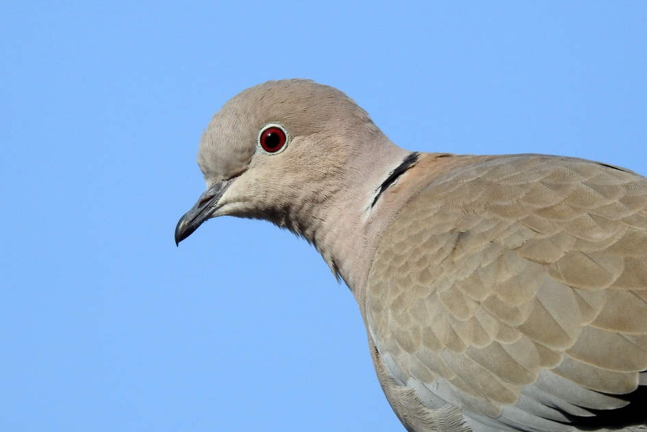 Nieuwsgierig - Vogels - Turkse tortel