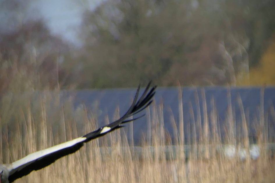 Oeps, net gemist :-) - Vogels - 