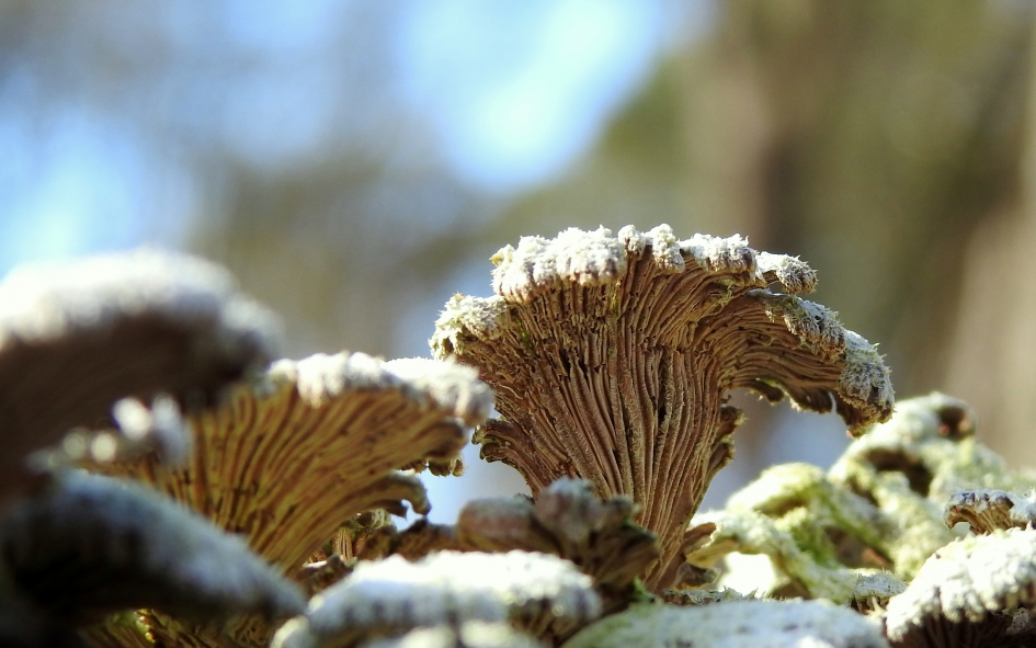 Old and grumpy - Schimmels - Waaiertje