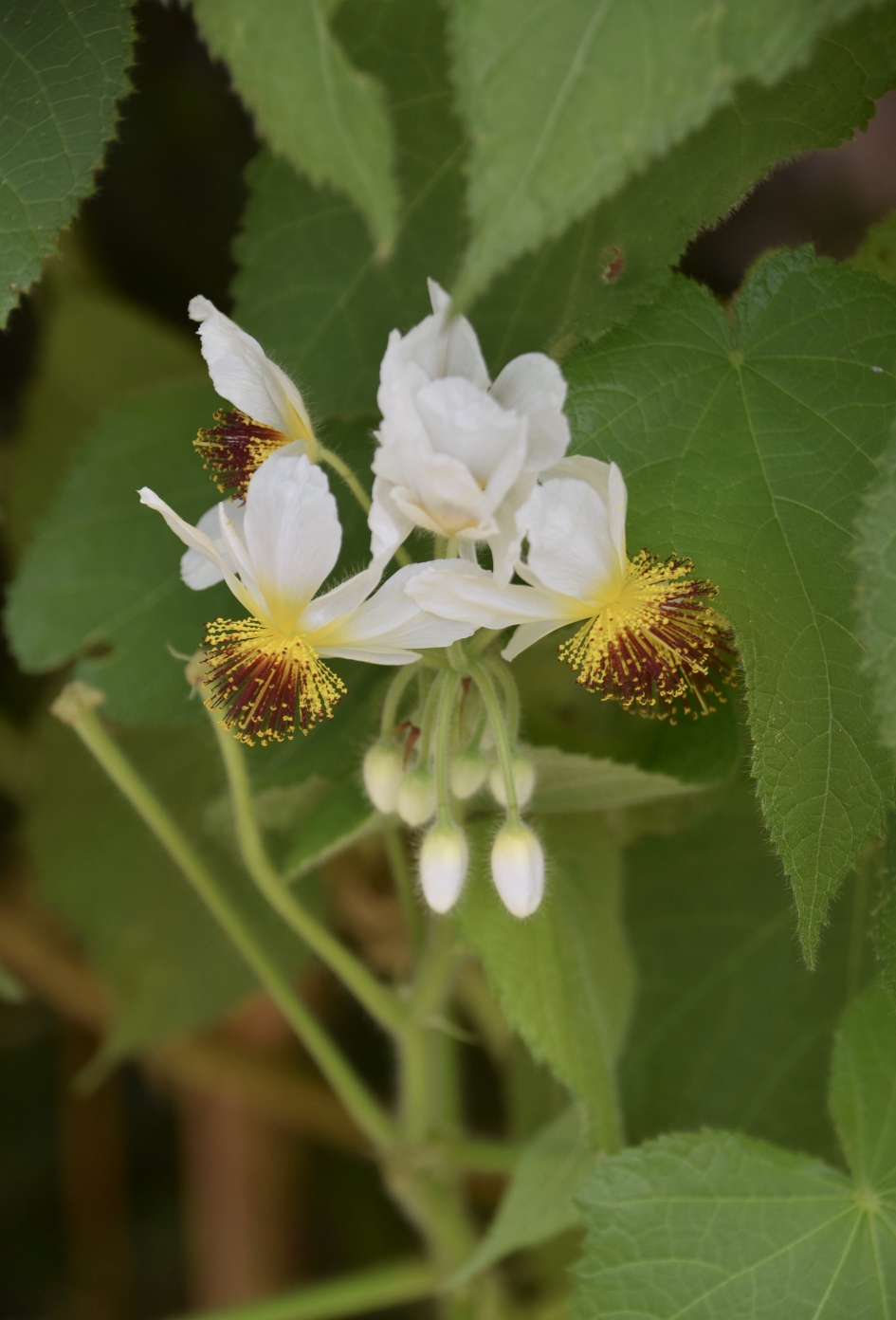 Onbekend - Planten - 