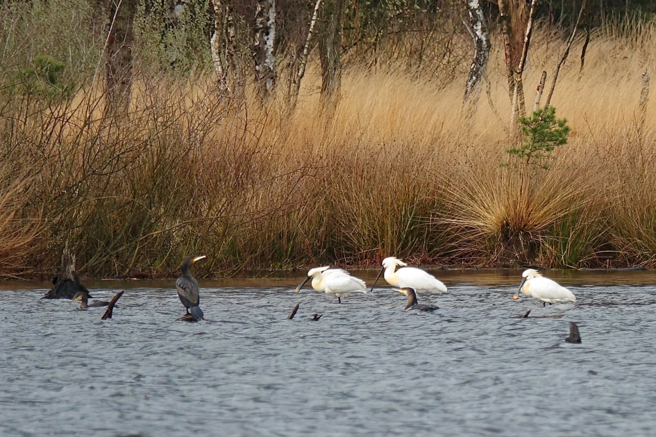 Onverwacht bezoek in het bosven - Vogels - Lepelaar