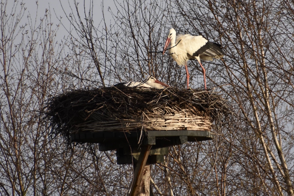 Nieuwe tak... - Vogels - 