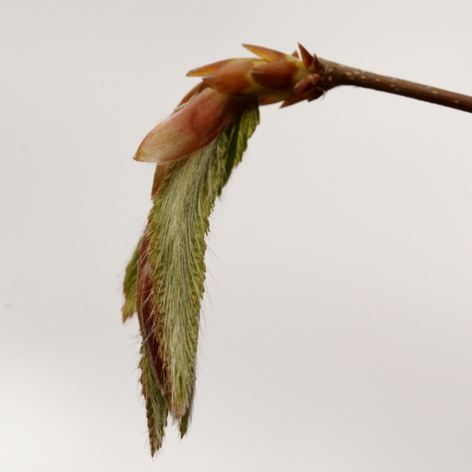 Ook de beuk loopt uit - Planten - 