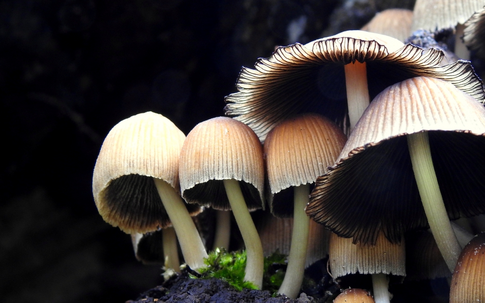 Ook in de lente ?! - Schimmels - Gewone glimmerinktzwam