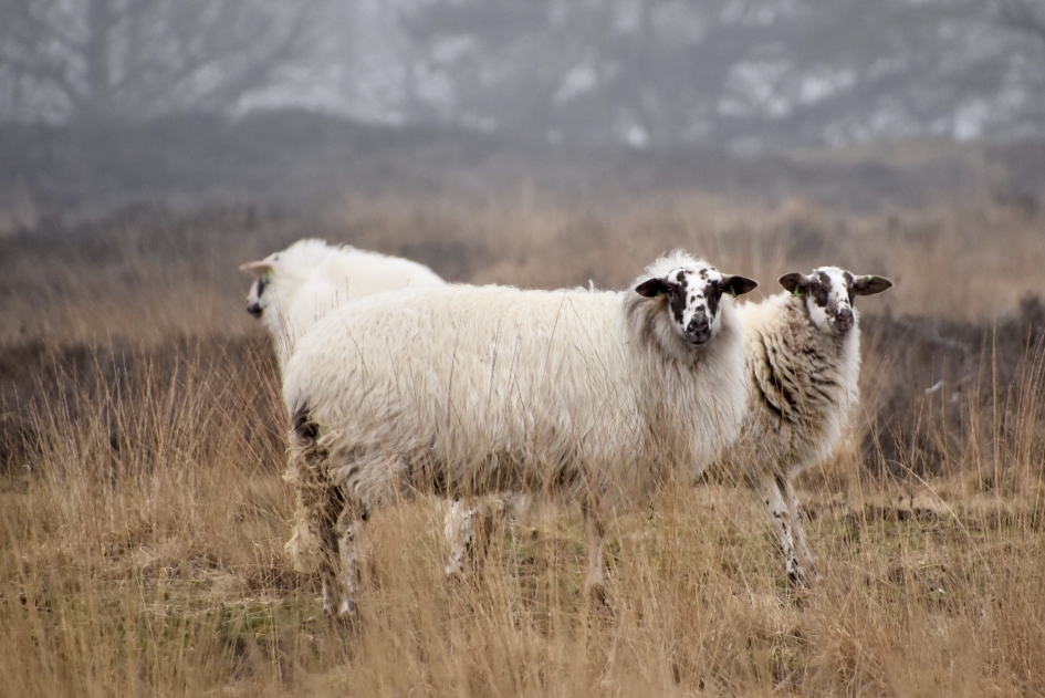 Op de uitkijk - Zoogdieren - 