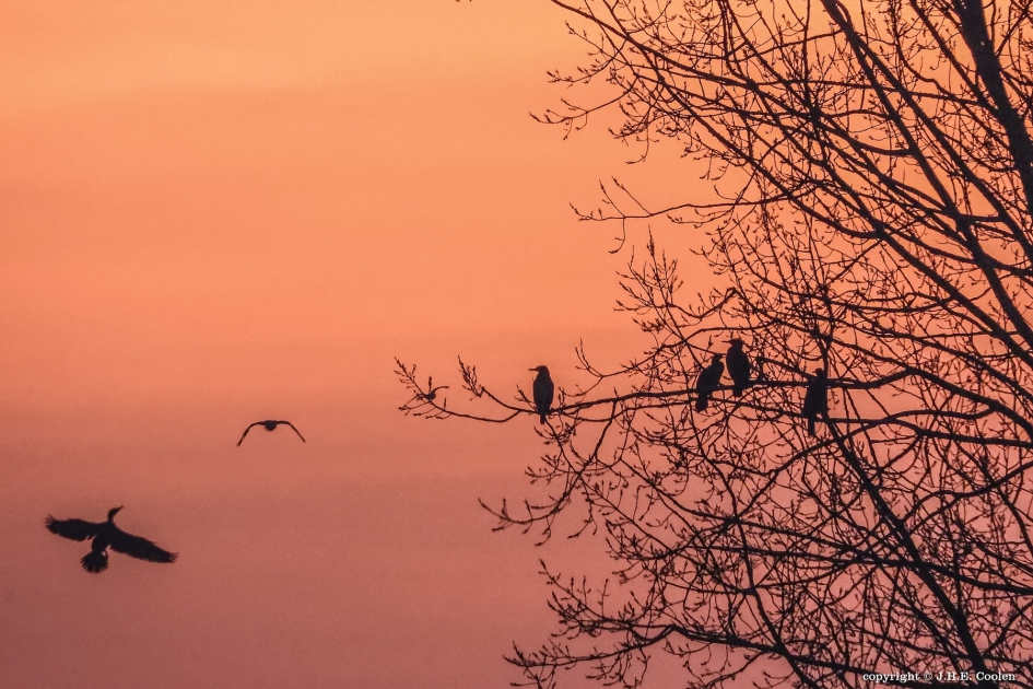 Op hoog niveau - Vogels - Aalscholver