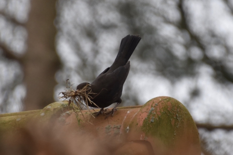 Op weg naar het nest
