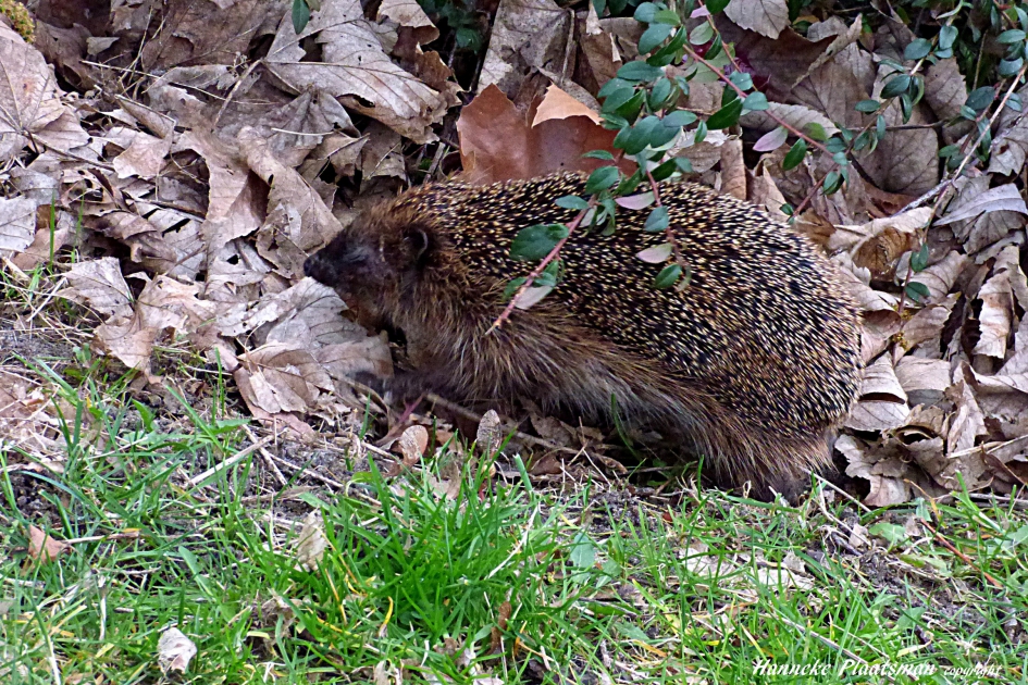 Op weg naar huis zag ik een egeltje lopen over het gras. - Zoogdieren - Egel