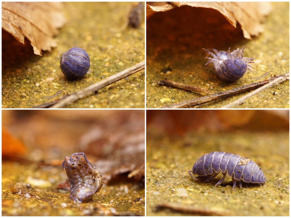 Oprolpissebed - Geleedpotigen - Oprolpissebed