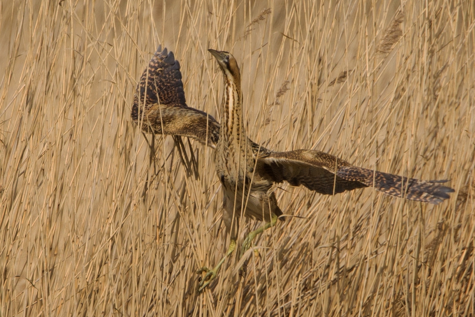 Opvliegertje ... - Vogels - Roerdomp