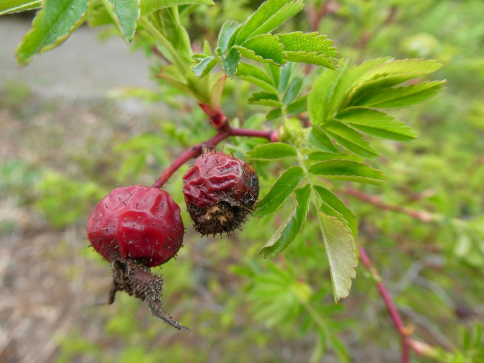 Oud en nieuw - Planten - 