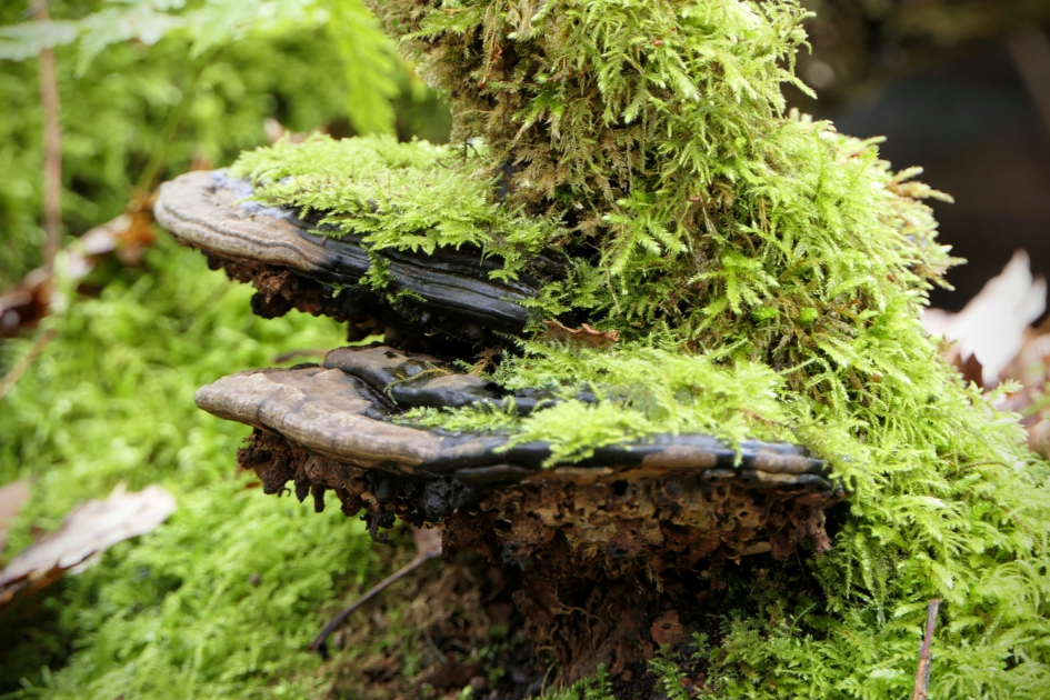 Gezwam onder het mos. - Schimmels - Platte Tonderzwam