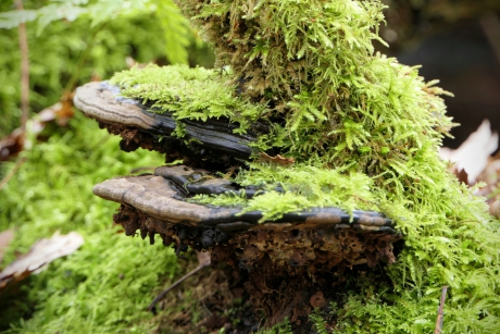 Gezwam onder het mos.