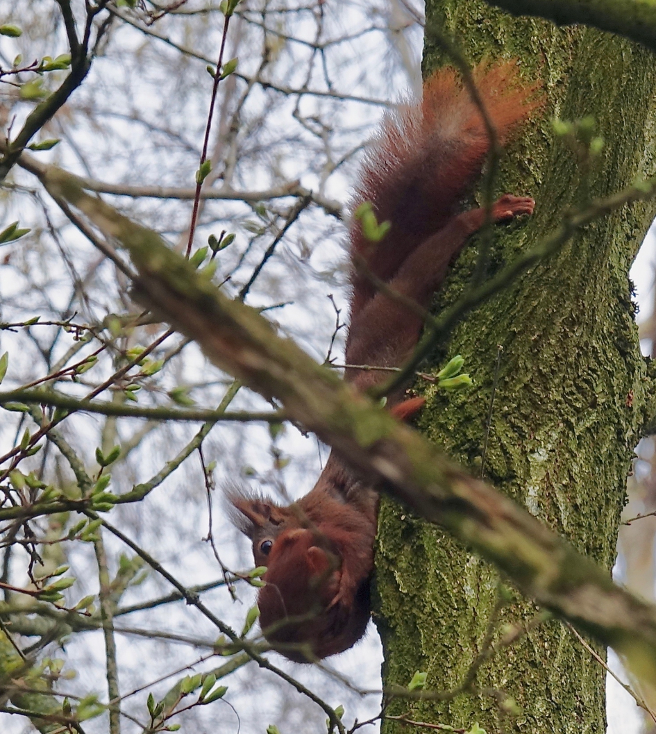 Daknest 2 - Zoogdieren - Eekhoorn